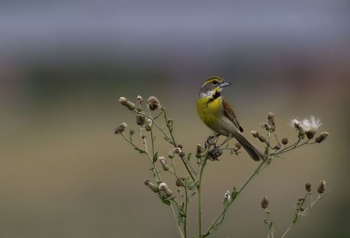 One of five Dickcissels singing along a road in Queen Anne's Co., Maryland (6/18/2011). Photo by Bill Hubick.