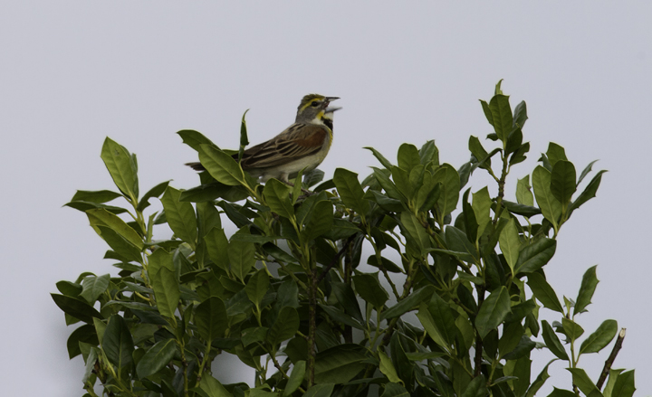 One of five Dickcissels singing along a road in Queen Anne's Co., Maryland (6/18/2011). Photo by Bill Hubick.