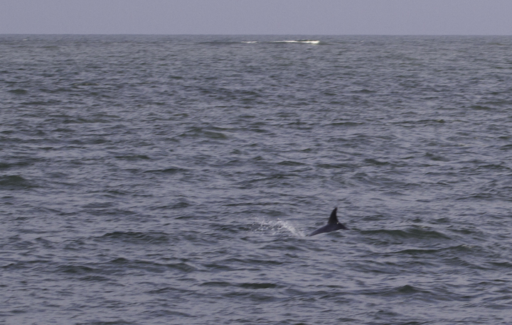 A solitary dolphin was leaving the inlet in the late afternoon, and it or another was seen north of the large pier to the north 20 minutes later. Some documentation photos might permit ID to species, but it looked more like an Atlantic Bottlenose than a Common. My Bottlenose Dolphin records from Maryland range from 5/31 to 10/11. One cetacean expert pointed out the Atlantic Bottlenose Dolphins do occasionally winter locally (more so in Virginia). - Ocean City Inlet (2/26/2011).  Photo by Bill Hubick.