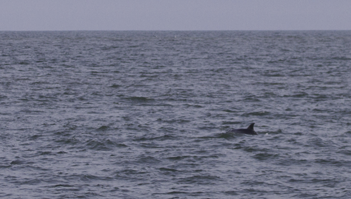 A solitary dolphin was leaving the inlet in the late afternoon, and it or another was seen north of the large pier to the north 20 minutes later. Some documentation photos might permit ID to species, but it looked more like an Atlantic Bottlenose than a Common. My Bottlenose Dolphin records from Maryland range from 5/31 to 10/11. One cetacean expert pointed out the Atlantic Bottlenose Dolphins do occasionally winter locally (more so in Virginia). - Ocean City Inlet (2/26/2011).  Photo by Bill Hubick.