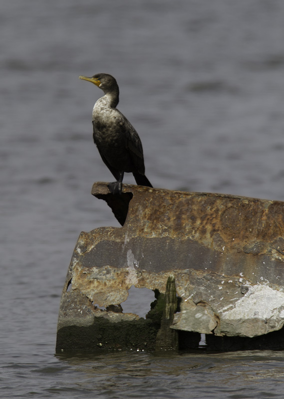 Double-crested Cormorants roosting on the Wicomico River, Maryland (4/10/2011). Photo by Bill Hubick.