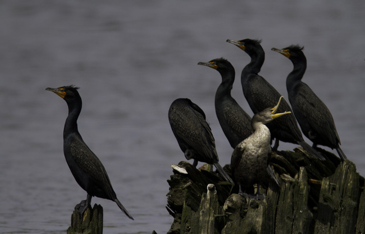 Double-crested Cormorants roosting on the Wicomico River, Maryland (4/10/2011). Photo by Bill Hubick.