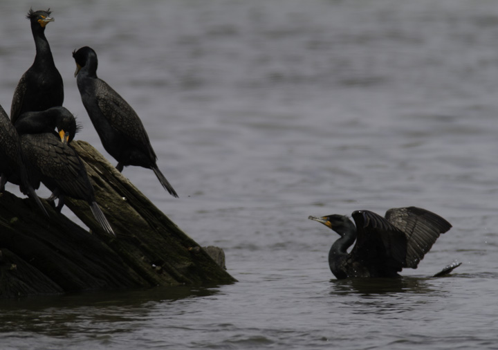 Double-crested Cormorants roosting on the Wicomico River, Maryland (4/10/2011). Photo by Bill Hubick.
