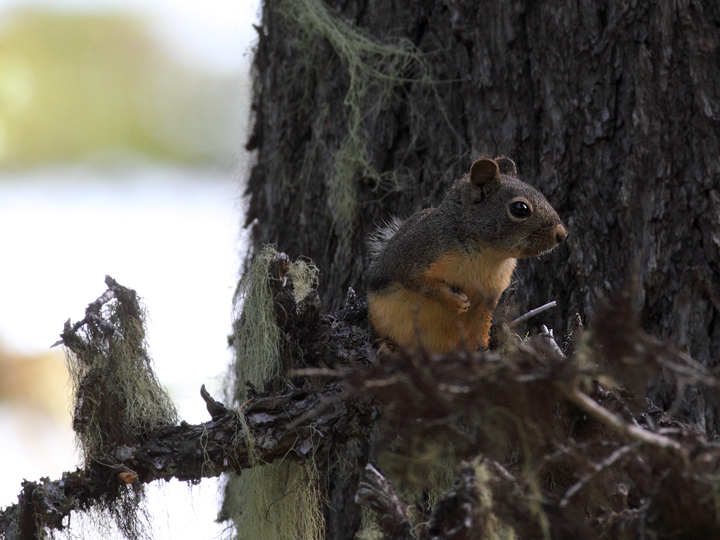 A Douglas' Squirrel on Mount Hood, Oregon (9/2/2010). Photo by Bill Hubick.