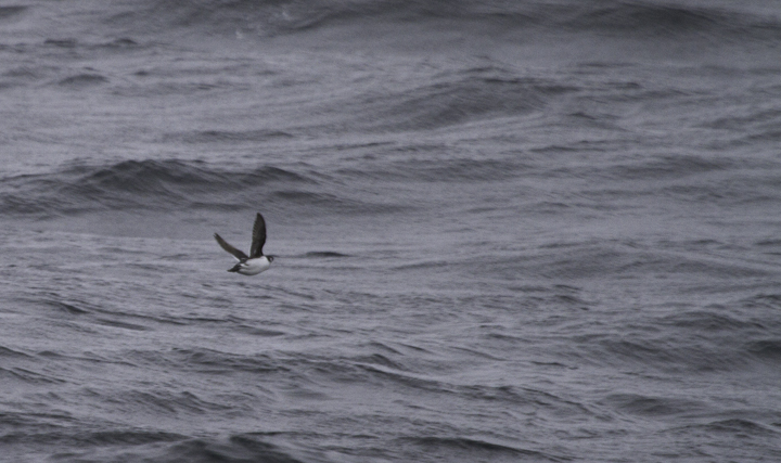 Most of our Dovekies were quick views as the birds flushed from near the boat (Maryland, 2/5/2011). Photo by Bill Hubick.