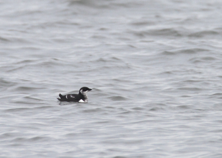 One of two Dovekies at the Ocean City Inlet, Maryland (1/2/2011). Photo by Bill Hubick.