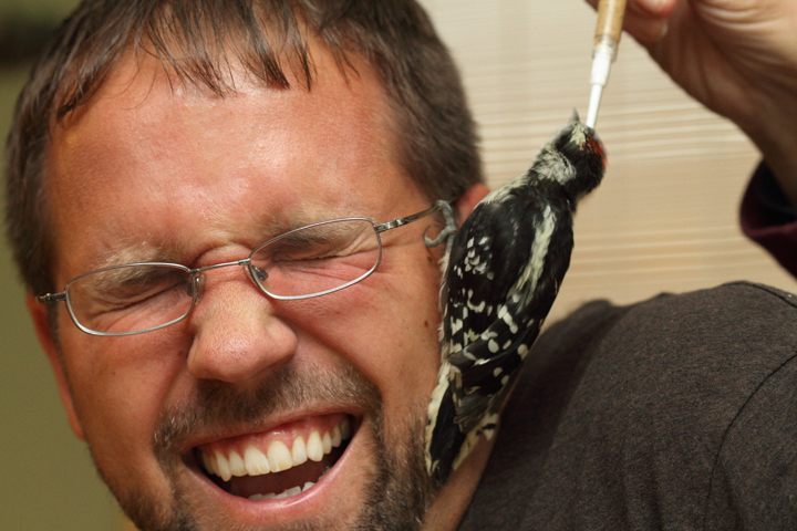 A baby Downy Woodpecker, one of two under Terry's care, climbs up my face while begging for food. This was a new sensation for me. Fortunately my wife Becky was there to capture this ridiculous image. Photo by Bill Hubick.