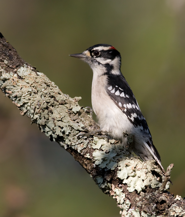 A male Downy Woodpecker on Sideling Hill, Washington Co., Maryland (10/3/2009).