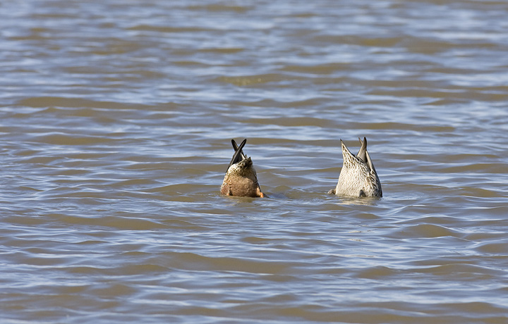 A drake Northern Shoveler on the left, a hen Northern Pintail on the right