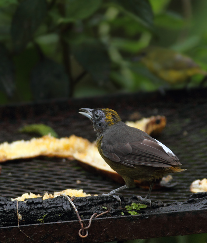 A Dusky-faced Tanager with missing tail feathers at the Canopy Lodge, Panama (7/13/2010). Photo by Bill Hubick.