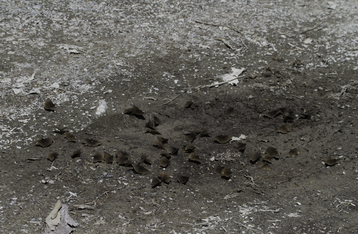 A puddle of duskywings in Green Ridge SF, this group at least mostly Juvenal's Duskywings (4/30/2011). Photo by Bill Hubick.