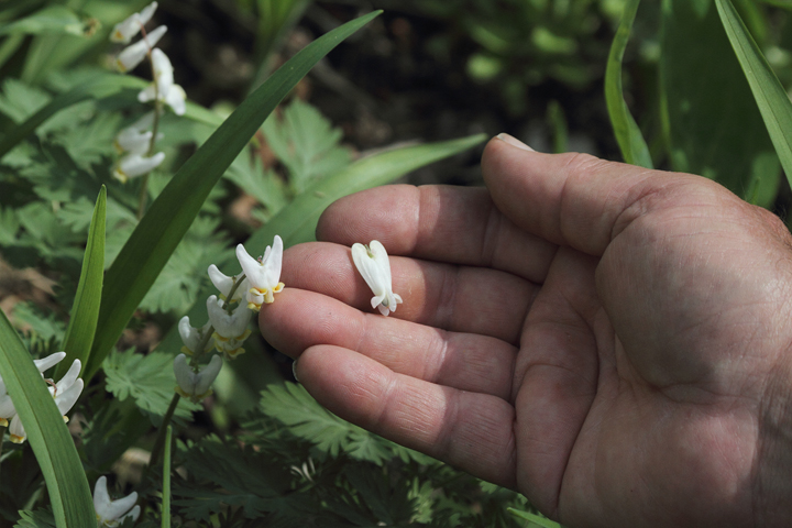 Jim Stasz demonstrates the difference between Dutchman's Breeches (left) and Squirrel Corn (right, held). Photo by Bill Hubick.