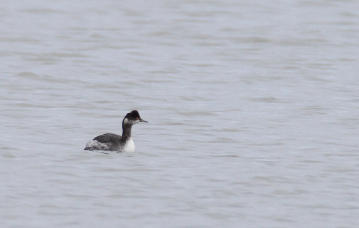 An Eared Grebe at 33rd Street in Ocean City, Maryland (1/24/2010). Photo by Bill Hubick.