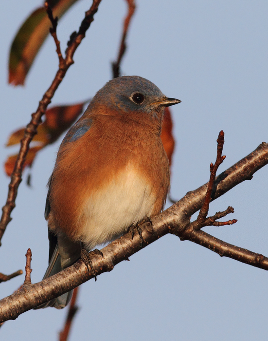 An Eastern Bluebird at Bayside, Assateague Island, Maryland (11/7/2009).