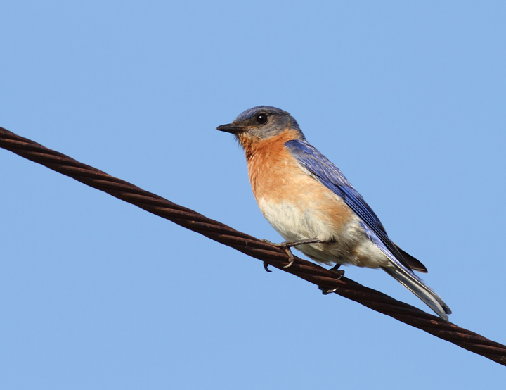 An Eastern Bluebird at Chino Farms, Maryland (6/19/2010). Photo by Bill Hubick.
