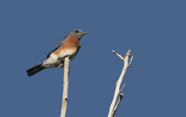 An Eastern Bluebird at Point Lookout SP, Maryland (10/2/2010). Photo by Bill Hubick.