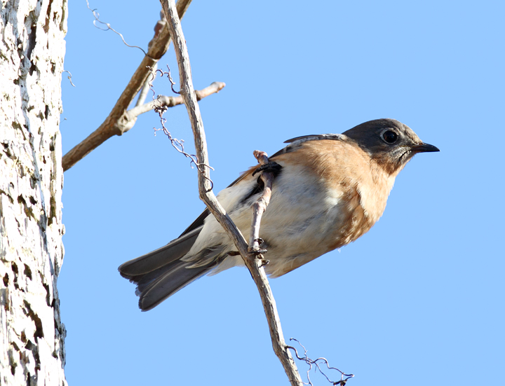 An Eastern Bluebird in Somerset Co., Maryland (11/29/2009).