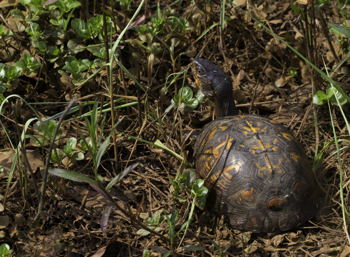 An Eastern Box Turtle in Washington Co., Maryland (6/4/2011). Photo by Bill Hubick.