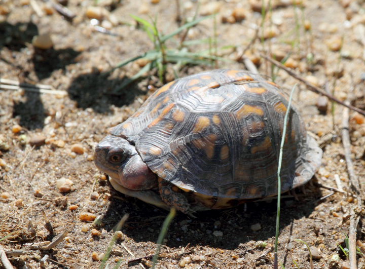 This unfortunate Eastern Box Turtle featured a large growth on its neck - St. Mary's Co., Maryland (10/2/2010). Photo by Bill Hubick.