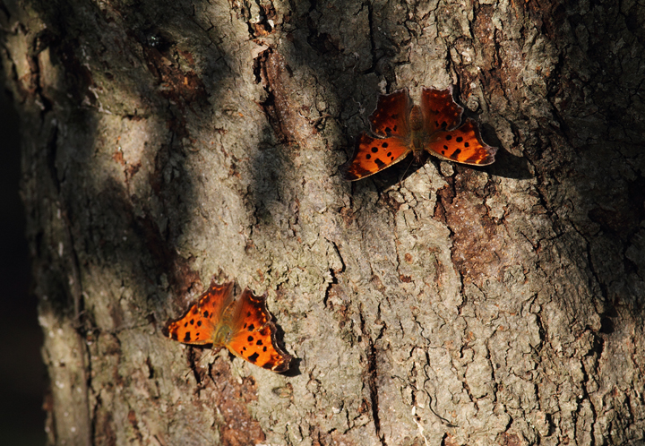 Two Eastern Commas were among over 50 anglewings at one site in Somerset Co., Maryland (10/10/10). Photo by Bill Hubick.