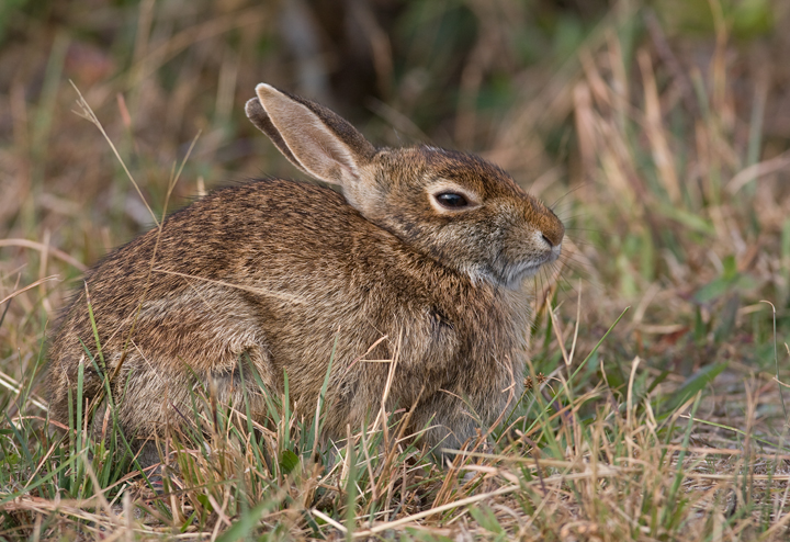 An Eastern Cottontail on Assateague Island, Maryland (10/12/2009).