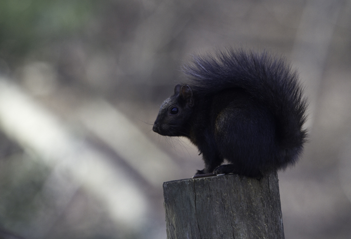 A black-phase Eastern Gray Squirrel in Howard Co., Maryland (3/3/2011). Photo by Bill Hubick.