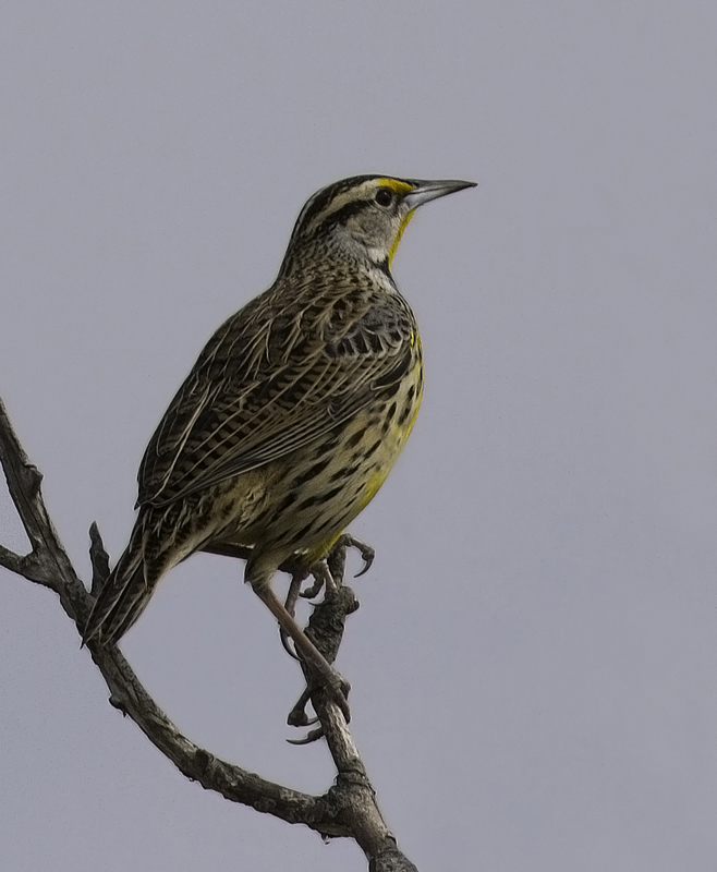 An Eastern Meadowlark that was feeding on the grassy margin of the Assateague Island causeway (2/27/2011). Photo by Bill Hubick.