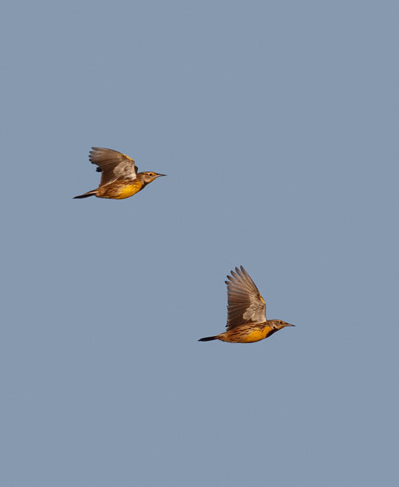 Eastern Meadowlarks in flight over Eastern Neck NWR, Maryland (11/22/2009).