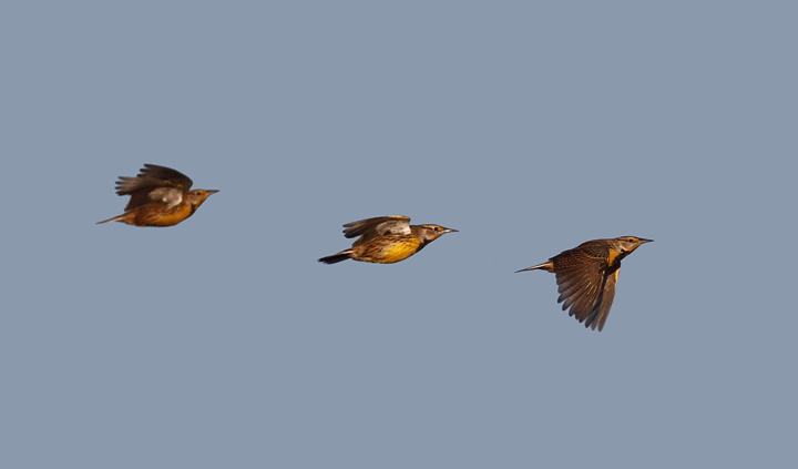 Eastern Meadowlarks in flight over Eastern Neck NWR, Maryland (11/22/2009).