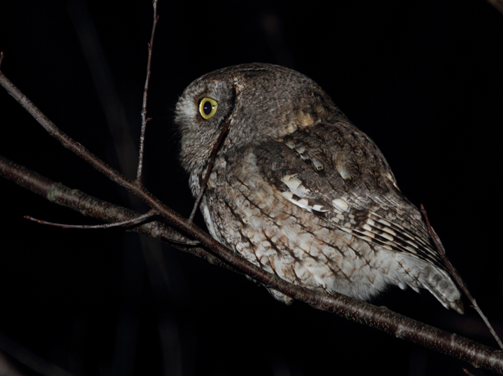 A gray morph Eastern Screech-Owl hunts beside a Wicomico Co., Maryland road (1/16/2011). Photo by Bill Hubick.