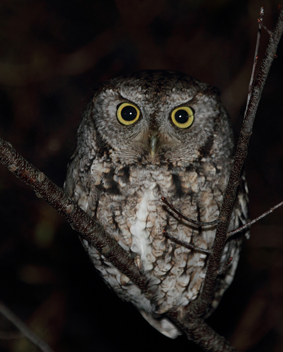 A gray morph Eastern Screech-Owl hunts beside a Wicomico Co., Maryland road (1/16/2011). Photo by Bill Hubick.