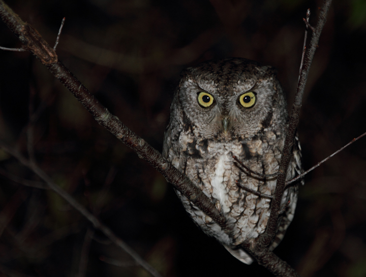 A gray morph Eastern Screech-Owl hunts beside a Wicomico Co., Maryland road (1/16/2011). Photo by Bill Hubick.