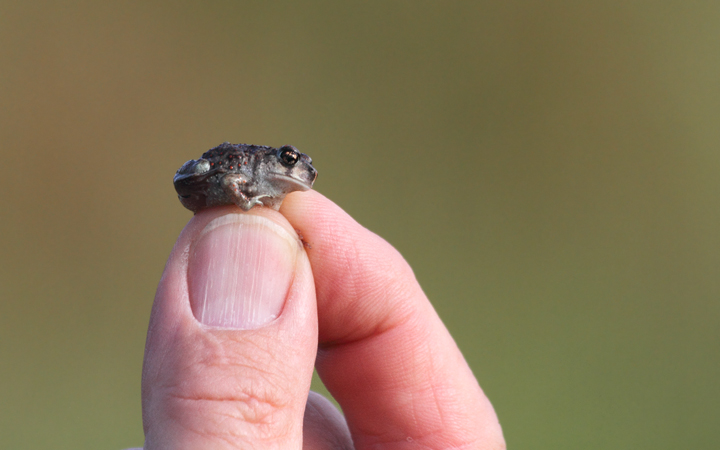 A small Eastern Spadefoot Toad found along a trail at Chino Farms, Maryland (6/19/2010). Photo by Bill Hubick.