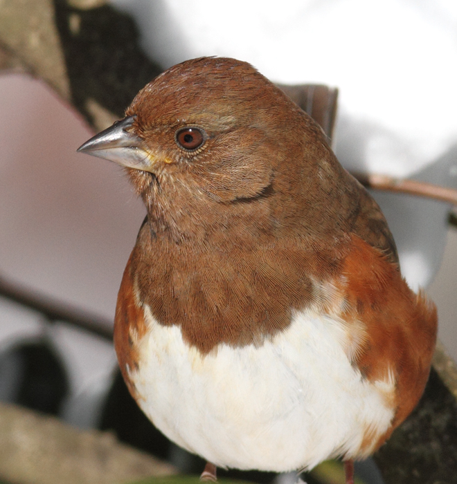 Eastern Towhees feeding below one of our hollies (Pasadena, Maryland, 2/7/2010). Photo by Bill Hubick.