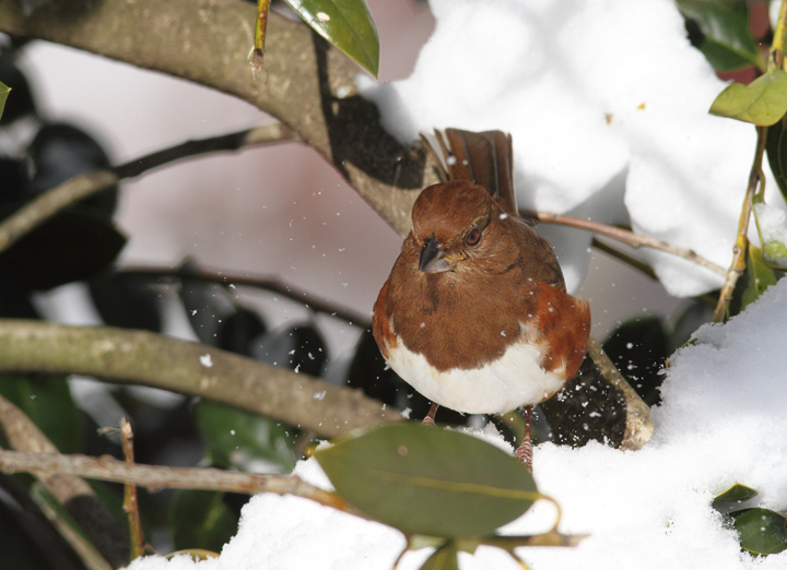 Eastern Towhees feeding below one of our hollies (Pasadena, Maryland, 2/7/2010). Photo by Bill Hubick.