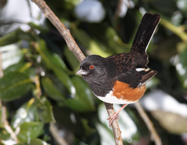 Eastern Towhees feeding below one of our hollies (Pasadena, Maryland, 2/7/2010). Photo by Bill Hubick.