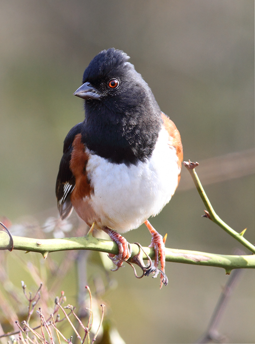 A male Eastern Towhee on Assateague Island, Maryland (11/7/2009).