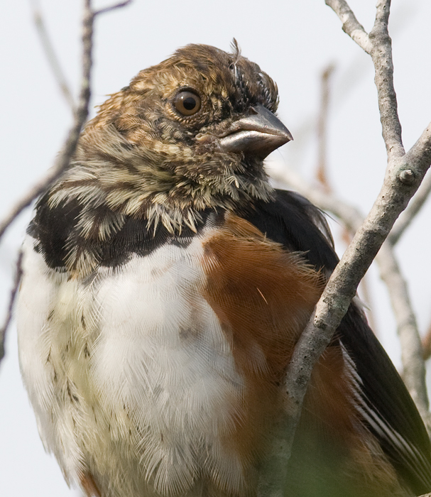 A molting Eastern Towhee on Assateague Island, Maryland (10/2/2009).