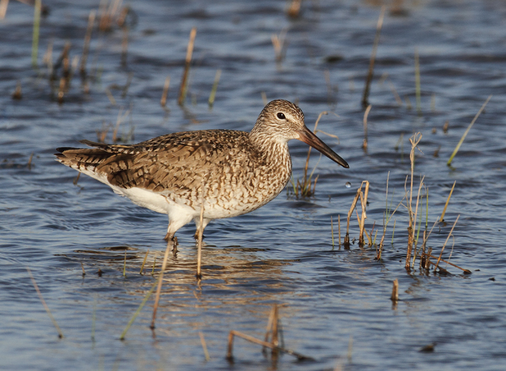 An Eastern Willet at sunset in Dorchester Co., Maryland (5/8/2010). Photo by Bill Hubick.