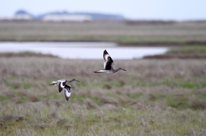 A pair of Eastern Willet in Somerset Co., Maryland (4/16/2010). Photo by Bill Hubick.