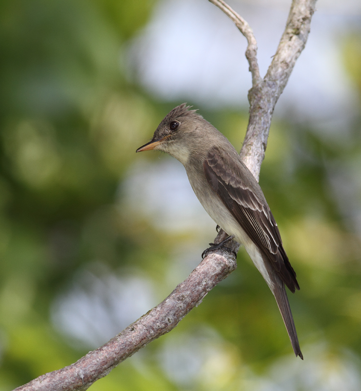An Eastern Wood-Pewee on Assateague Island, Maryland (5/14/2010). Photo by Bill Hubick.