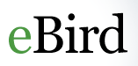 eBird