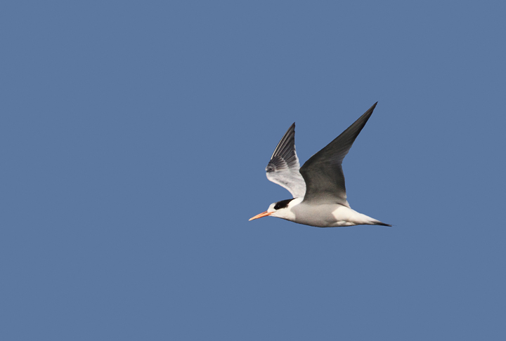 Elegant Terns were abundant on San Francisco Bay and were the preferred target of jaegers (9/24/2010). Photo by Bill Hubick.