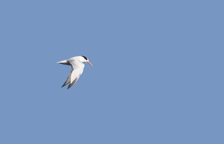 Elegant Terns were abundant on San Francisco Bay and were the preferred target of jaegers (9/24/2010). Photo by Bill Hubick.