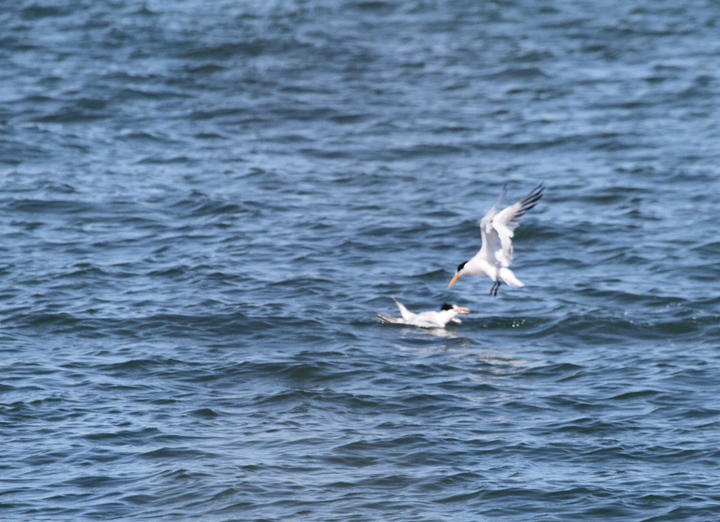 Elegant Terns were abundant on San Francisco Bay and were the preferred target of jaegers (9/24/2010). Photo by Bill Hubick.