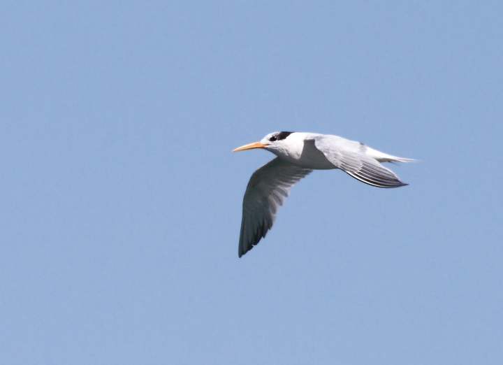 Elegant Terns were abundant on San Francisco Bay and were the preferred target of jaegers (9/24/2010). Photo by Bill Hubick.