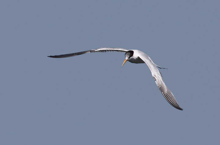 Elegant Terns were abundant on San Francisco Bay and were the preferred target of jaegers (9/24/2010). Photo by Bill Hubick.