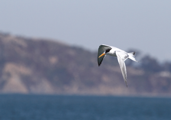 Elegant Terns were abundant on San Francisco Bay and were the preferred target of jaegers (9/24/2010). Photo by Bill Hubick.