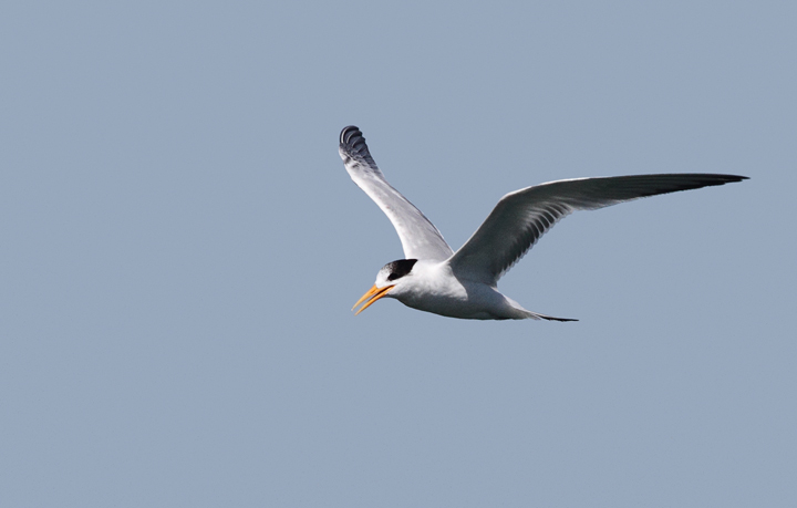 Elegant Terns were abundant on San Francisco Bay and were the preferred target of jaegers (9/24/2010). Photo by Bill Hubick.