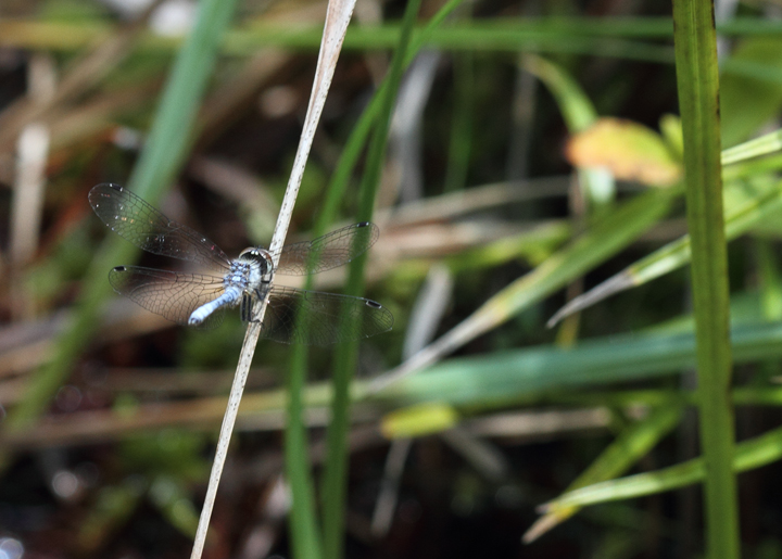 The impossibly tiny Elfin Skimmer, another very rare species in Maryland (Caroline Co., Maryland, 6/27/2010). Photo by Bill Hubick.